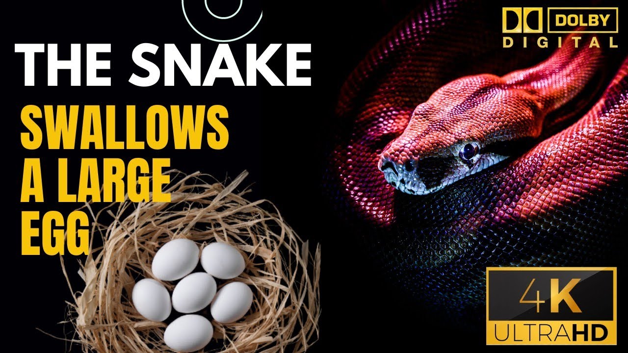 The Snake Swallows A Large Egg /4k Amazing Wild - YouTube