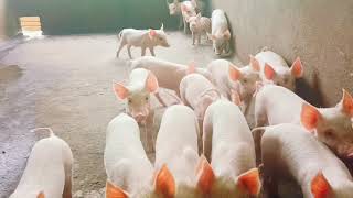 Large White Yourkshire Piglets