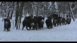 Голод побеждает страх. Наглые кабаны.