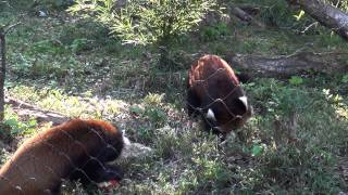 14.09 埼玉県こども動物自然公園 レッサーパンダ コウタとリリィのお別れ会＠リリィもリンゴ編