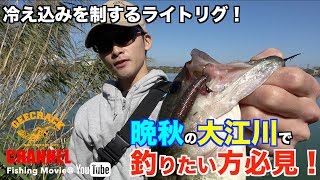 【バス釣り】晩秋の大江川で釣りたい方必見！冷え込みを制するライトリグ！（大江川・五三川水系：大矢貴輝）