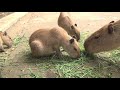 ママになったよ〜コハルメモリアル〜　大宮公園のカピバラたち