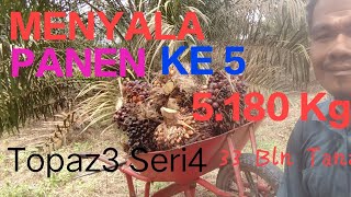 MENYALA Topaz 3 Seri 4 Panen Ke 5 Diumur 33 Bulan Tanam Dapat 5.180 Kg.