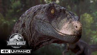 The Best Velociraptor Scenes in 4K HDR | Jurassic World