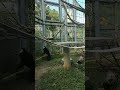 白い雲🌞③チンパンジー・ギンくん・沖縄こどもの国・・・chimpanzee ・okinawa zoo u0026 museum 20220720