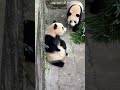 愛姐撒嬌 外公投喂筍筍！💖🐼渝可渝愛 大熊貓 cute panda short