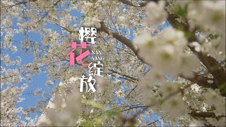 樱花绽放