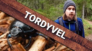 Tordyvel - Geotrupidae | Naturfakta # 2