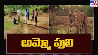 టైగర్ టెన్షన్ | Tiger Tension in Vizianagaram - TV9