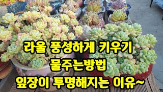 라울 풍성하게 키우는방법 라울잎장이 투명하게 변하는이유多肉植物.succulent plant다육식물