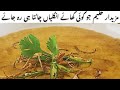 Quick & Easy Beef Haleem Recipe | How To Make Shan Easy Cook Mix Haleem | Packet Wali Haleem!