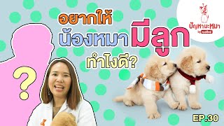 ทำยังไง!? ให้สุนัขตัวเมียผสมพันธุ์ติด | ตอบปัญหามะหมา EP.30