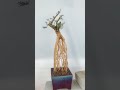 Tips for creating beautiful roots bonsai boxwood #satisfying #short