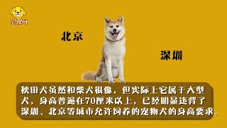 秋田犬為什么禁養