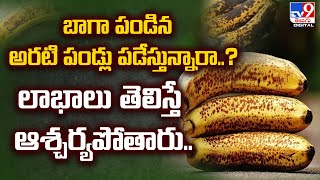 బాగా పండిన అరటి పండ్లు పడేస్తున్నారా..? లాభాలు తెలిస్తే ఆశ్చర్యపోతారు.. - TV9