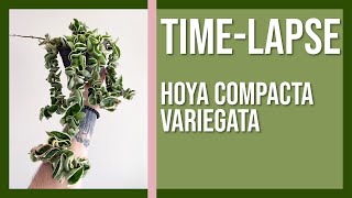 Hoya Compacta Variegata Time-Lapse | Variegated Hindu Rope Hoya Growing