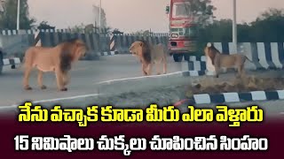 King of Jungle LION Brings Traffic to a Halt on Bhavnagar Somnath Highway, Gujarat | Samayam Telugu