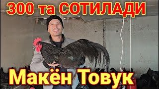 Тухум тугаётган ёш товуклар сотилади оптомига андижон кора ва Астролоп 994081390