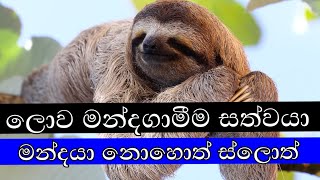 ලොව වෙසෙන මන්දගාමී සත්වයා මන්දයා || Sloth || Lokewate