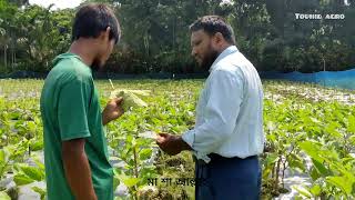 মালচিং পেপারের মাধ্যমে বেগুন ,মরিচ ,টমেটো চাষ