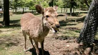 バナナを要求するシカ