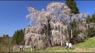 樹齢260年 満開になった水中のしだれ桜・4K