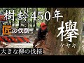 樹齢450年　欅の伐採　匠の伐倒！　Cutting down a 450-year-old zelkova tree 特殊伐採