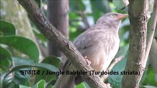 ছাতারে পাখি / Jungle Babbler / Birds