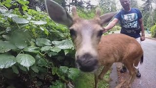 Vancouver's 'Downtown Deer' too friendly for its own good