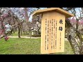 vlog 08. 花の庭 〜北野天満宮 梅苑〜【京都】