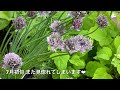 とても可愛いハーブ ♡ チャイブの魅力 herbschives ｜｜fuwa garden｜｜2022年7月17日