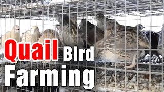 Techniques in Quail bird farming by Prof Hanumantha Rao - Sagubadi (20-01-2015)