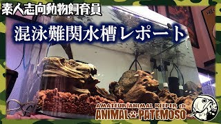 混泳難関水槽立ち上げから1週間経ちました！【スネークヘッド】【アクアリウム】【熱帯魚】