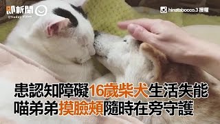 患認知障礙16歲柴犬生活失能　喵弟弟摸臉頰隨時在旁守護