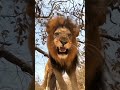 Angry Lion #wildlife #shorts