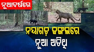 ନୂଆବର୍ଷରେ ନୂଆ ଅତିଥି  || BADAKHABAR