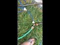 how to easily daisy chain the automatic chicken waterer by farmer brad