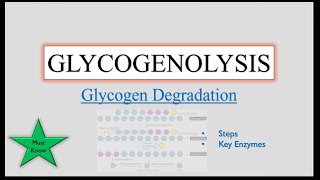 Glycogenolysis - Degradation of Glycogen