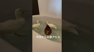 ＠あひらあちゃんねる  引っ越しその１ #callduck #duck #アヒル #ducks #ウィンウィン