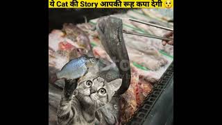 ये Cat की Story आपकी रूह कपा देगी 😯 - By Anand Facts | Funny videos | Amazing Facts | #shorts