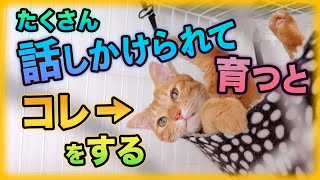 たくさん話しかけられて育った猫だけが見せる行動5選