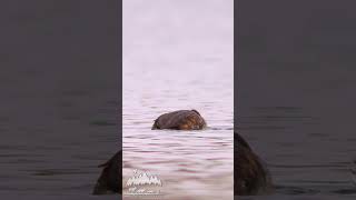 #great #crested #grebe #hunting a #big #fish at a #lake in #saxony #anhalt #german #nature #birds