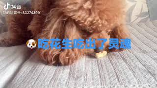 狗狗🐶花生🥜吃起来🤩🤩🤩       Dog 🐶 peanuts 🥜 eat it 🤩🤩🤩