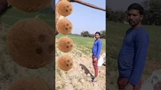 Rounding coconut to Duck, Peacock, Pigeon\u0026 Parrot - Birds names magic video #comedy #funny#parrot😆