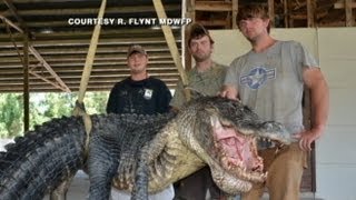 Caught on Tape: Record-Breaking 723-Pound Gator Caught by First Time Hunter Beth Trammel