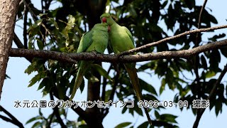 水元公園のワカケホンセイインコ 2023 03 09 撮影