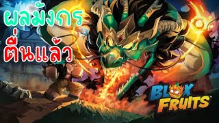 ไลฟ์สด บล็อกฟุต DRAGON REWORK ฟาร์มหมัดมังกร | Blox Fruits