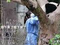 7.18天气太热。太阳产房的小滚滚【家欣 文静 奂彩 北辰】都不加班了。李奶妈一分钟搞定四滚滚 panda 熊猫基地看熊猫 国宝大熊猫