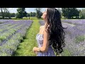 Lavender farm Vlog | Neha Jethwani | Canada