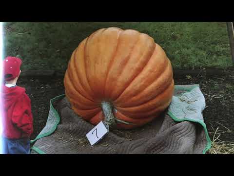 Pumpkins Youtube